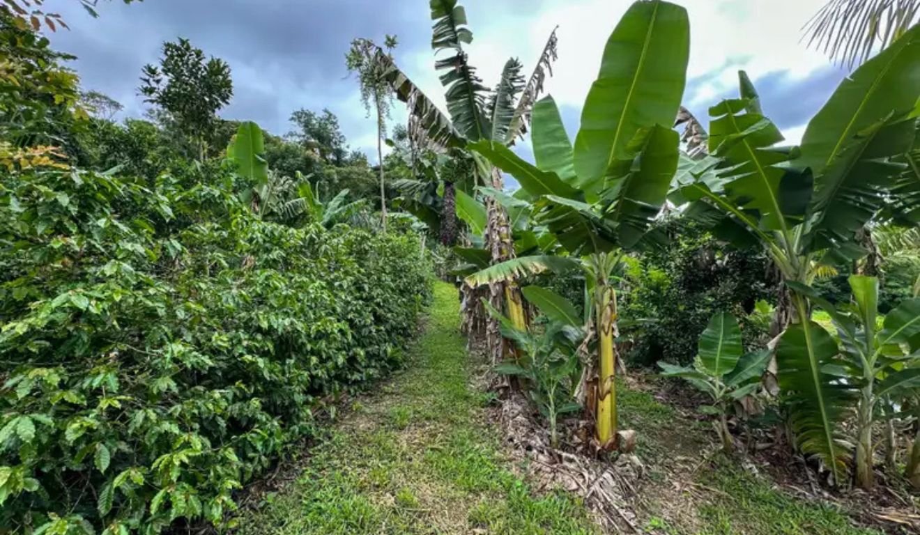 agrofloresta