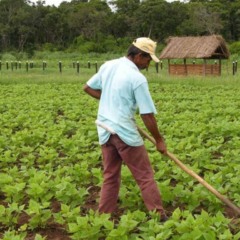 pequeno agricultor
