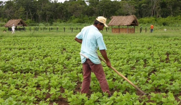 pequeno agricultor
