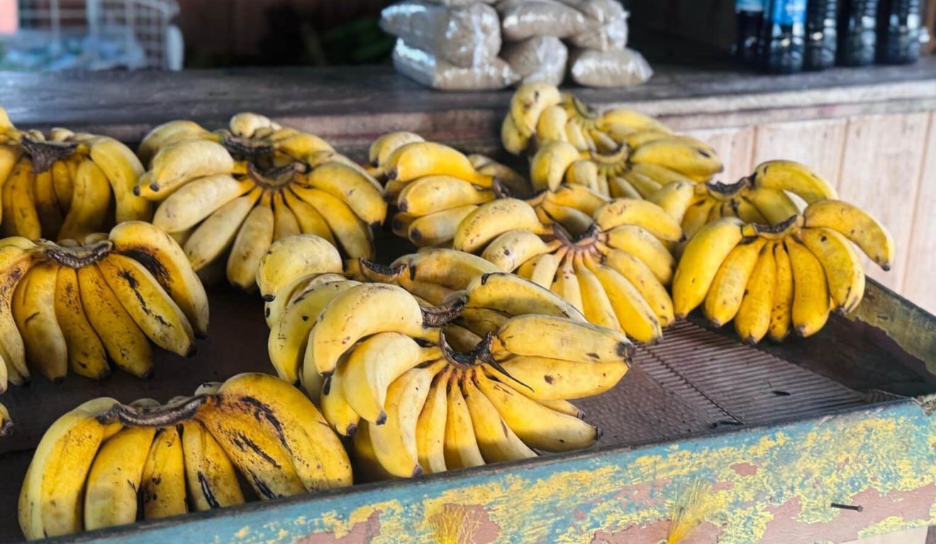 banana em cacho