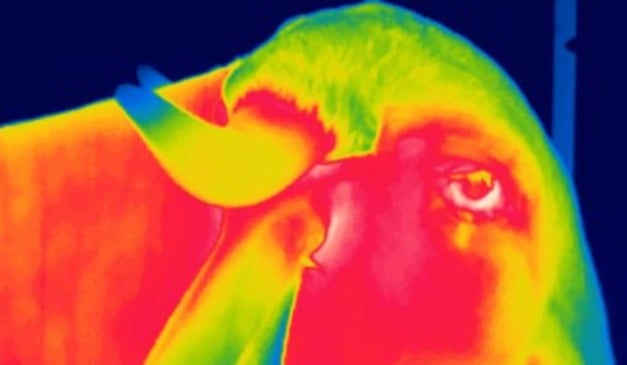 câmera termográfica câmera termográfica