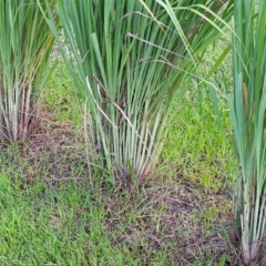 citronela