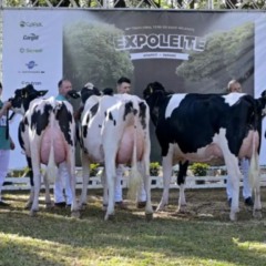 expoleite