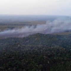 incêndios zumbis