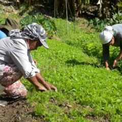 mulheres agricultoras