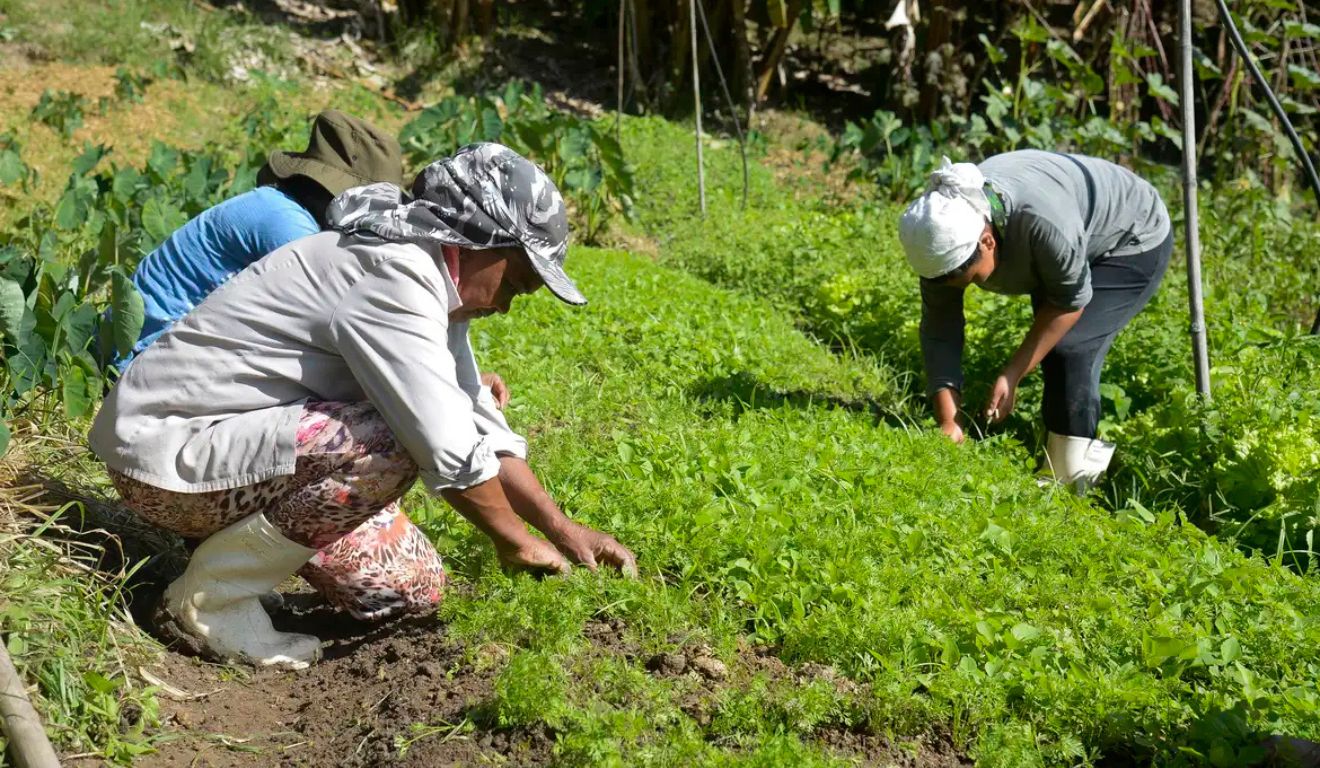 mulheres agricultoras mulheres agricultoras