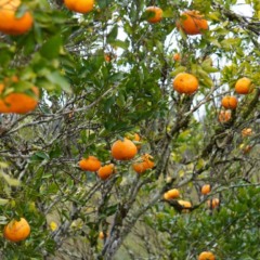 tangerina (1)