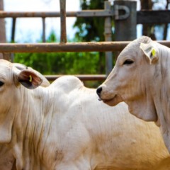 vacas