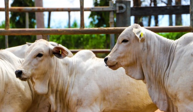vacas