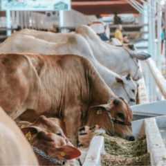 Expofeira do Amapá estreia status de área livre de aftosa sem vacinação na 54ª edição