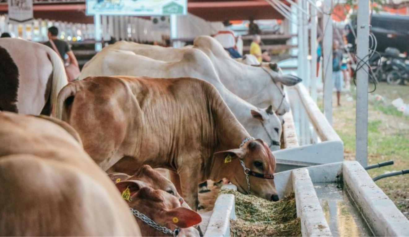 Expofeira do Amapá estreia status de área livre de aftosa sem vacinação na 54ª edição Expofeira do Amapá estreia status de área livre de aftosa sem vacinação na 54ª edição