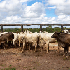 Pará registra primeiro abate de bovinos sob rastreabilidade individual