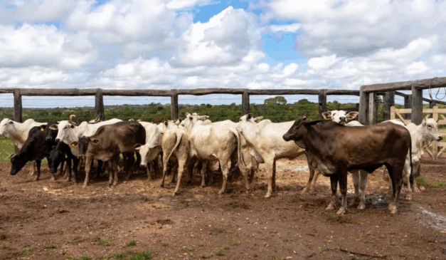 Pará registra primeiro abate de bovinos sob rastreabilidade individual