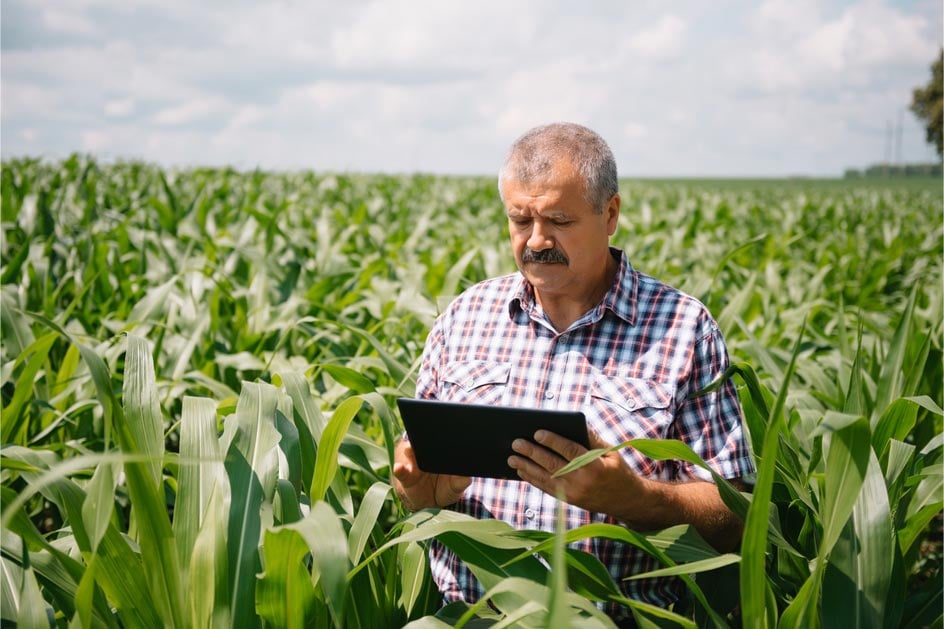 agricultor adulto verificando plantas em sua fazenda
