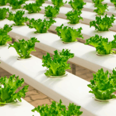 A hidroponia promove uma agricultura sem solo