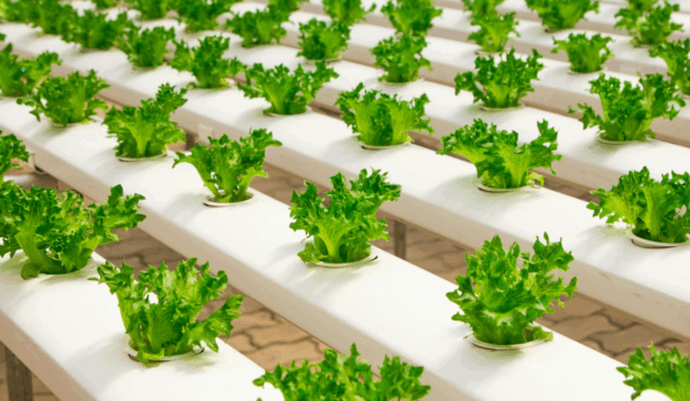 A hidroponia promove uma agricultura sem solo