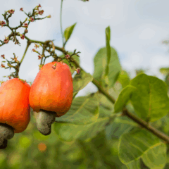 Fruto do caju-do-cerrado ainda no pé, mostrando a castanha presa à parte inferior da fruta em árvore nativa do bioma