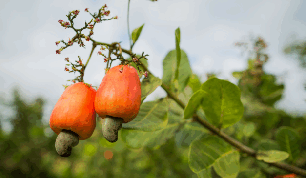 Fruto do caju-do-cerrado ainda no pé, mostrando a castanha presa à parte inferior da fruta em árvore nativa do bioma