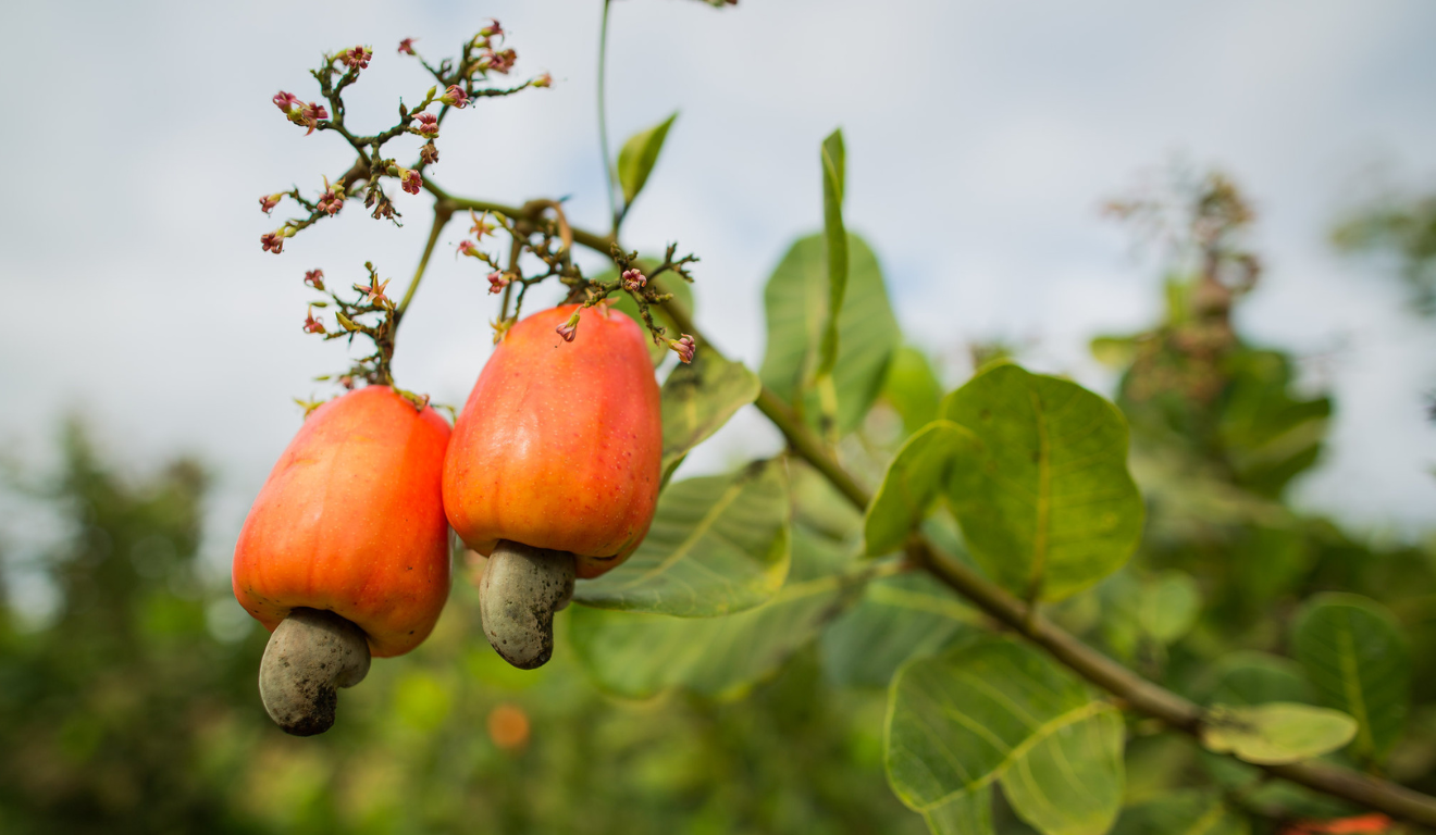 Fruto do caju-do-cerrado ainda no pé, mostrando a castanha presa à parte inferior da fruta em árvore nativa do bioma Fruto do caju-do-cerrado ainda no pé, mostrando a castanha presa à parte inferior da fruta em árvore nativa do bioma