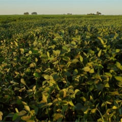 plantio de soja tocantins