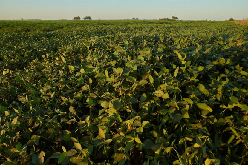 plantio de soja tocantins