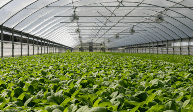 A imagem representa o cultivo protegido, que possibilita maior domínio sobre condições como temperatura, umidade, luminosidade e irrigação