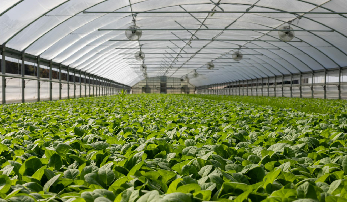 A imagem representa o cultivo protegido, que possibilita maior domínio sobre condições como temperatura, umidade, luminosidade e irrigação
