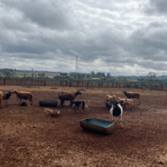 A prefeitura de Campo Grande (MS) avançou na estruturação da da Propriedade de Descanso de Ovinos para Abate (PDOA), com uma reunião feita com membros da agricultura familiar da cidade