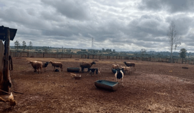 A prefeitura de Campo Grande (MS) avançou na estruturação da da Propriedade de Descanso de Ovinos para Abate (PDOA), com uma reunião feita com membros da agricultura familiar da cidade