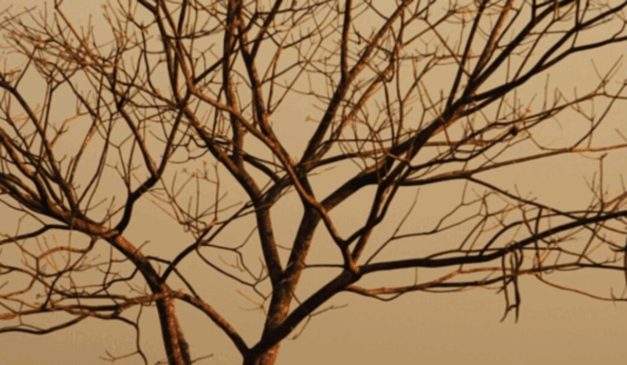 O Centro de Informações Meteorológicas e Hidrológicas de Goiás (Cimehgo) manteve o estado em alerta no último fim de semana para incêndios, em decorrência da estiagem frequente