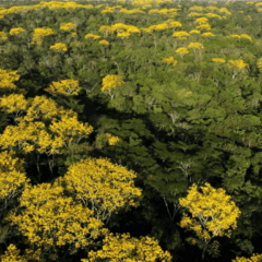 O governador do Acre, Gladson Camelí, sancionou na última sexta-feira (8), a Lei nº 4,640, que cria oficialmente o Programa de Residência Técnica em Serviço na Área Ambiental e Climática