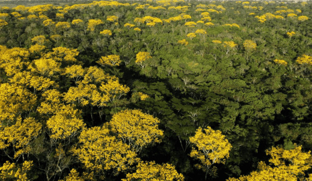 O governador do Acre, Gladson Camelí, sancionou na última sexta-feira (8), a Lei nº 4,640, que cria oficialmente o Programa de Residência Técnica em Serviço na Área Ambiental e Climática