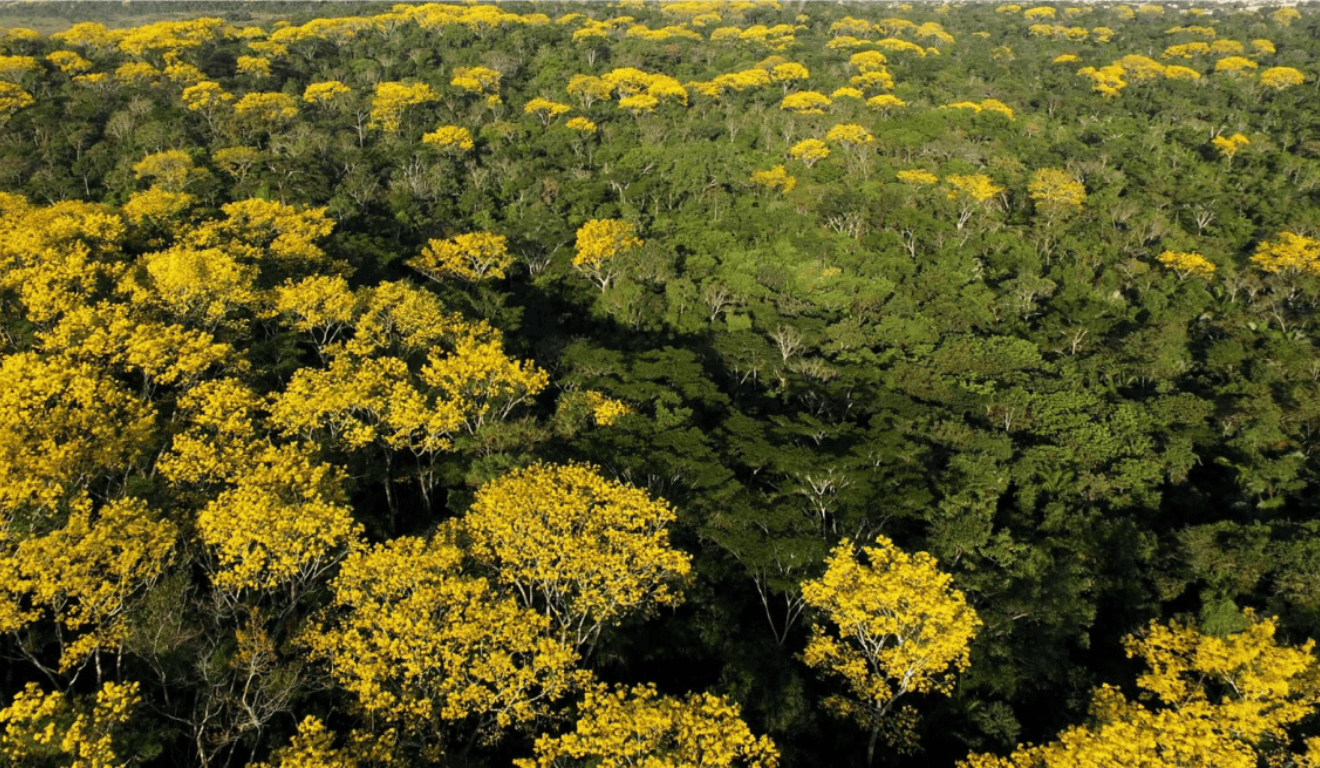 O governador do Acre, Gladson Camelí, sancionou na última sexta-feira (8), a Lei nº 4,640, que cria oficialmente o Programa de Residência Técnica em Serviço na Área Ambiental e Climática