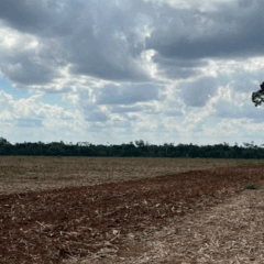O Idaf publicou no Diário Oficial do Estado, a Portaria nº 389/2025, que determina medidas fitossanitárias para prevenção da ferrugem asiática da soja.