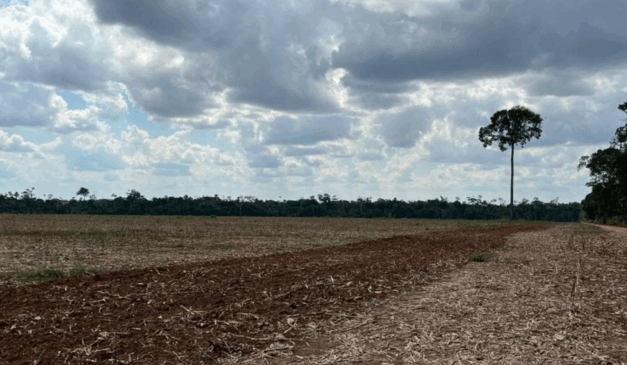 O Idaf publicou no Diário Oficial do Estado, a Portaria nº 389/2025, que determina medidas fitossanitárias para prevenção da ferrugem asiática da soja.