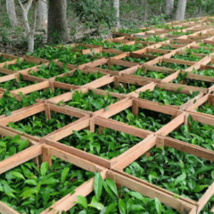 O Instituto de Desenvolvimento Agropecuário e Florestal Sustentável do Estado do Amazonas (Idam), através das 75 Unidades Locais (Unloc) e postos avançados, iniciou o cadastro para agricultores familiares interessados em receber mudas de castanha-da-Amazônia