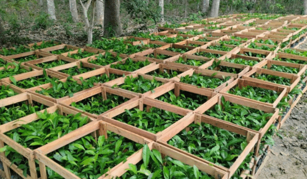 O Instituto de Desenvolvimento Agropecuário e Florestal Sustentável do Estado do Amazonas (Idam), através das 75 Unidades Locais (Unloc) e postos avançados, iniciou o cadastro para agricultores familiares interessados em receber mudas de castanha-da-Amazônia