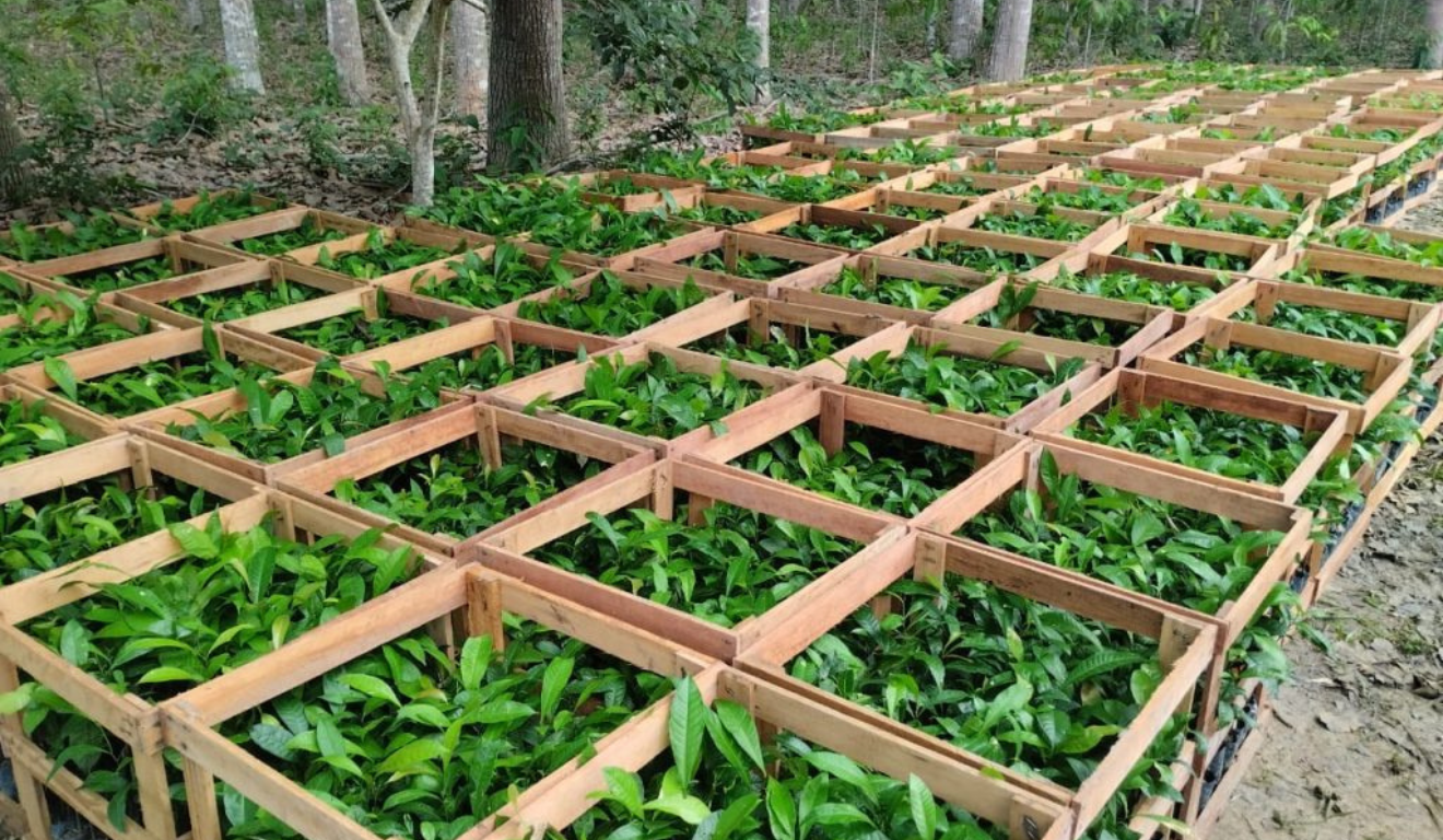 O Instituto de Desenvolvimento Agropecuário e Florestal Sustentável do Estado do Amazonas (Idam), através das 75 Unidades Locais (Unloc) e postos avançados, iniciou o cadastro para agricultores familiares interessados em receber mudas de castanha-da-Amazônia