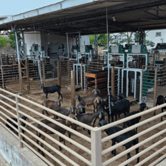 A Embrapa anunciou a Prova de Eficiência Alimentar e Desempenho (Pead), um serviço que mede o consumo e o rendimento dos animais, o que vai permitir a seleção de caprinos e ovinos mais produtivos para os criadores