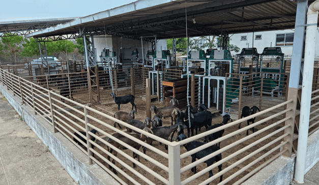 A Embrapa anunciou a Prova de Eficiência Alimentar e Desempenho (Pead), um serviço que mede o consumo e o rendimento dos animais, o que vai permitir a seleção de caprinos e ovinos mais produtivos para os criadores