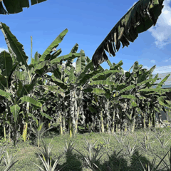 O Governo do Amapá anunciou, nesta terça-feira (19), a preparação de um ambiente rural para fruticultura irrigada na 54ª Expofeira