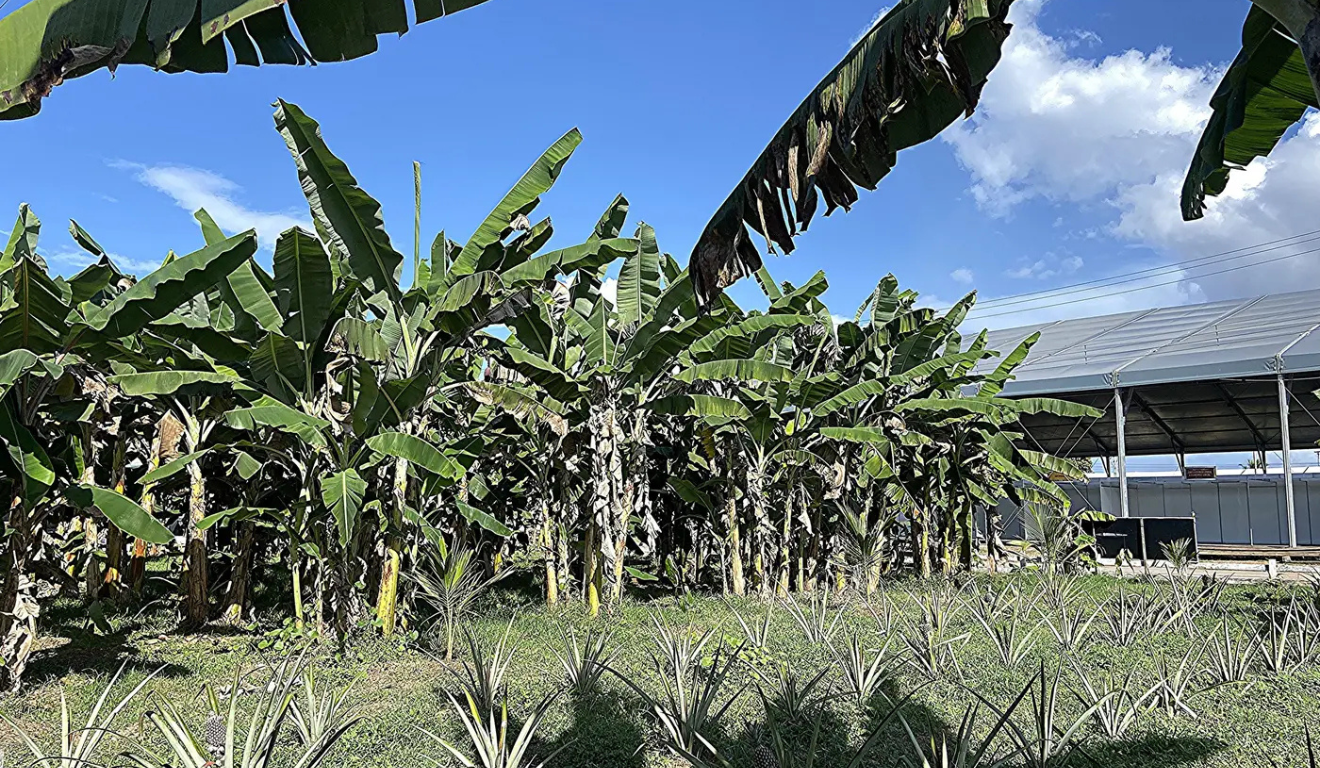 O Governo do Amapá anunciou, nesta terça-feira (19), a preparação de um ambiente rural para fruticultura irrigada na 54ª Expofeira