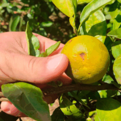 A Agência de Defesa Agropecuária do Paraná (Adapar) vai iniciar, a partir da próxima segunda-feira (25), até sexta-feira (29), a segunda fase de combate ao greening no Vale do Ribeira, principal região produtora de tangerinas do estado