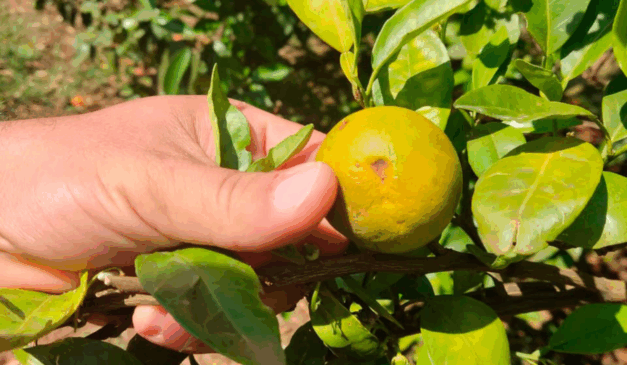 A Agência de Defesa Agropecuária do Paraná (Adapar) vai iniciar, a partir da próxima segunda-feira (25), até sexta-feira (29), a segunda fase de combate ao greening no Vale do Ribeira, principal região produtora de tangerinas do estado