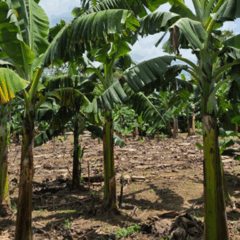 Dois cultivares da Embrapa são resistentes à forma mais grave da murcha de Fusarium, a raça 4 Tropical (R4T), uma das principais causas de prejuízo para as bananeiras