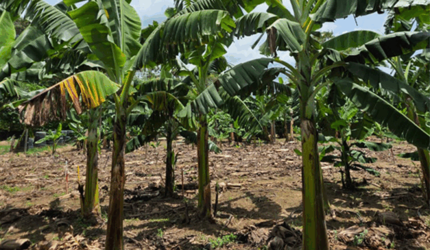 Dois cultivares da Embrapa são resistentes à forma mais grave da murcha de Fusarium, a raça 4 Tropical (R4T), uma das principais causas de prejuízo para as bananeiras