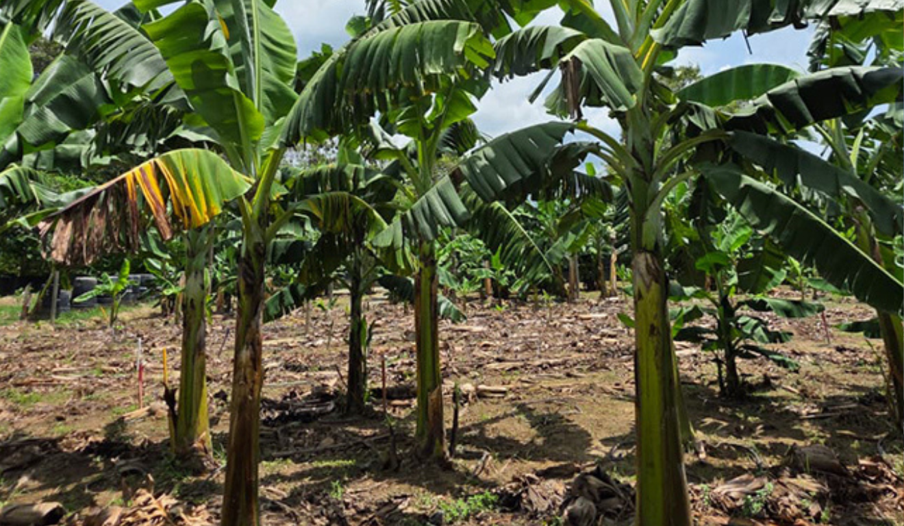 Dois cultivares da Embrapa são resistentes à forma mais grave da murcha de Fusarium, a raça 4 Tropical (R4T), uma das principais causas de prejuízo para as bananeiras