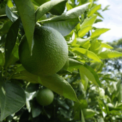 O Estado de São Paulo exportou, de acordo com dados do Instituto de Economia Agrícola (IEA – Apta), da Secretaria de Agricultura e Abastecimento de SP (SAA), 81 mil toneladas de limão no primeiro semestre de 2025, alta de 21% em relação ao mesmo período do ano passado