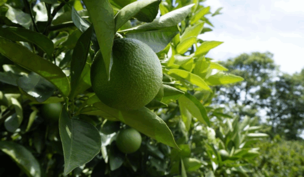 O Estado de São Paulo exportou, de acordo com dados do Instituto de Economia Agrícola (IEA – Apta), da Secretaria de Agricultura e Abastecimento de SP (SAA), 81 mil toneladas de limão no primeiro semestre de 2025, alta de 21% em relação ao mesmo período do ano passado