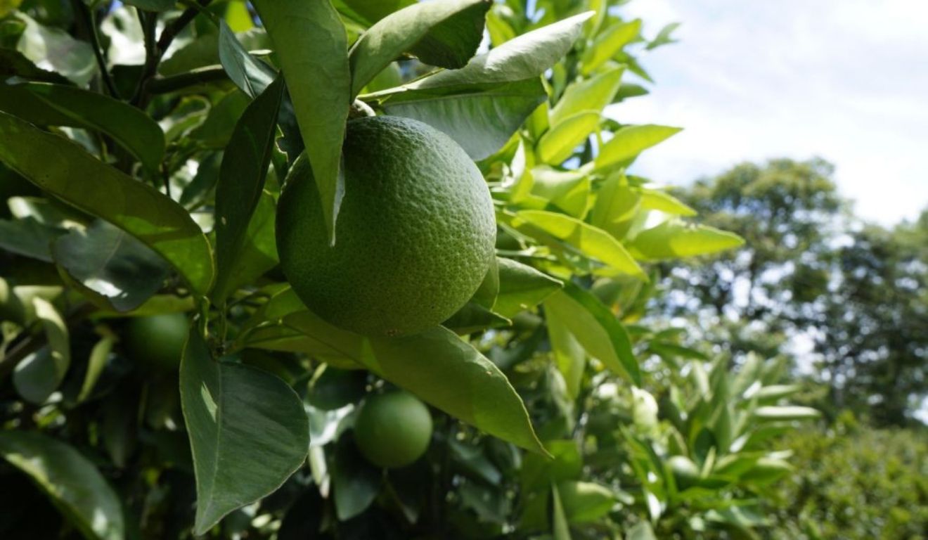 O Estado de São Paulo exportou, de acordo com dados do Instituto de Economia Agrícola (IEA – Apta), da Secretaria de Agricultura e Abastecimento de SP (SAA), 81 mil toneladas de limão no primeiro semestre de 2025, alta de 21% em relação ao mesmo período do ano passado